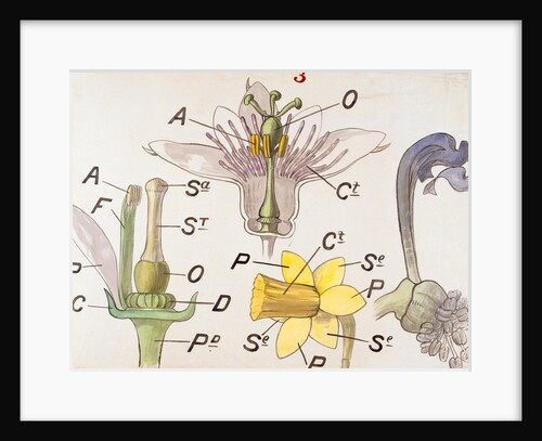 Nectaries by Christopher Dresser