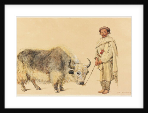 Tibet Ox and Man from Kunawur by William Carpenter