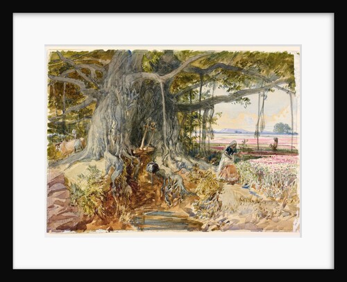 Harvesting opium from poppies under the branches of a banyan tree by William Simpson