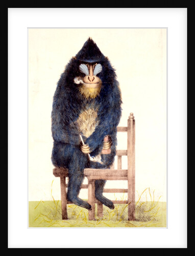 The Mandrill at the Royal Menagerie in the King's Mews by N. Jones