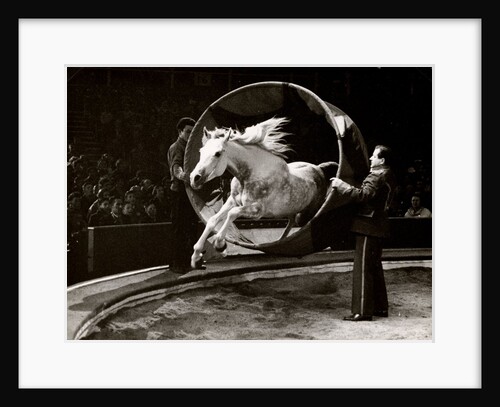 Liberty Horse in Bertram Mills' Circus by Baron Nicholas de Racozcy