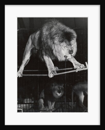 Negus the Lion in Bertram Mills' Circus by Baron Nicholas de Racozcy