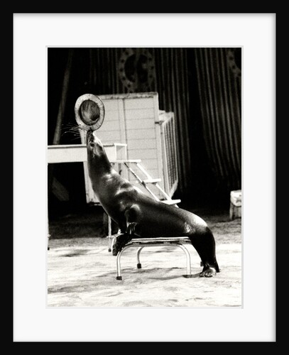 Scott's Californian Sea Lions at the Gerry Cottle's Circus by Anonymous