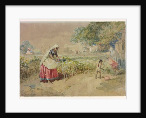 Cotton cultivation in India by William Simpson