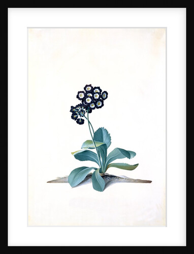 Primula by Georg Dionysus Ehret