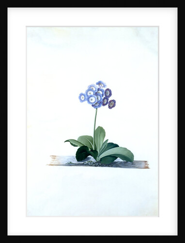Primula, Fille Amoureuse by Georg Dionysus Ehret