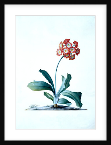 Botanical illustration - Primula, Moltens Glory of England by Unknown
