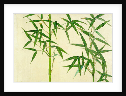 Bamboo by Unknown
