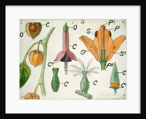 Diagram illustrating Lectures on Botany by Christopher Dresser