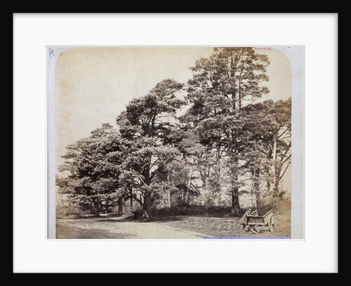Scotch Firs, Albany Warren by Charles Thurston Thompson