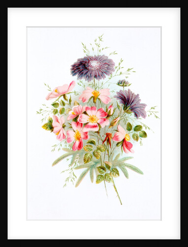 Sweet Briar and Field Scabious. London, England, late 19th century by Unknown