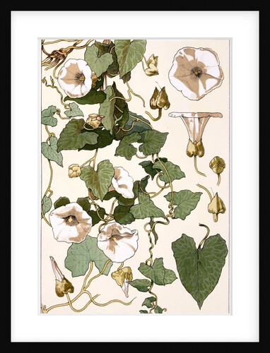 Bind Weed by Eugène Samuel Grasset