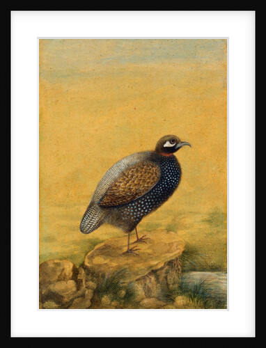 Guinea fowl. India, early 20th century by Unknown