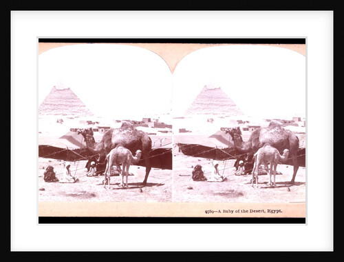 A baby of the desert by B. L. Singley