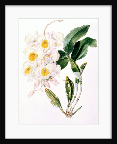 Orchid by Samuel Holden