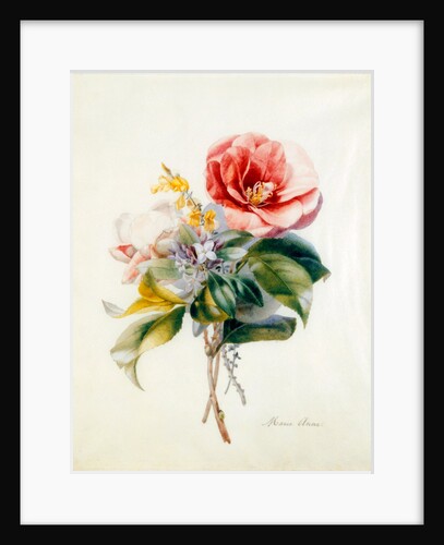 Camellia Bouquet from Flower Pieces by Unknown
