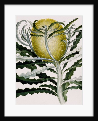 Banksia Speciosa by Samuel Holden