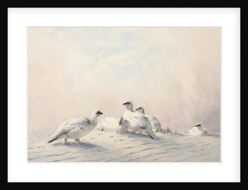 Ptarmigan in Winter by Joseph Wolf