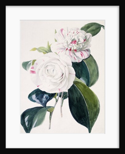 Camelia by Samuel Holden