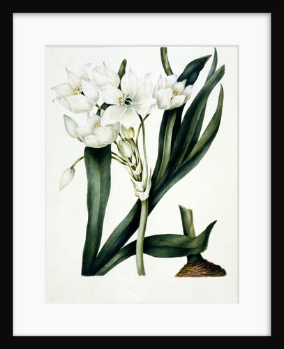 White flowers by Samuel Holden