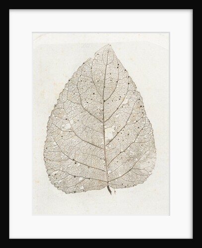 Skeleton Leaf by W.C. Aitken
