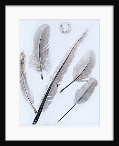 Feathers by W.C. Aitken
