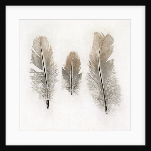 Feathers by W.C. Aitken