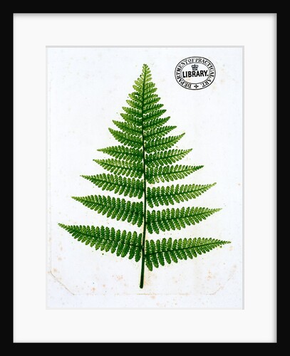 Fern by William Bradbury and Millet Evans