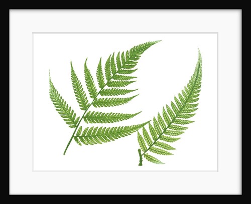 Ferns by William Bradbury and Millet Evans
