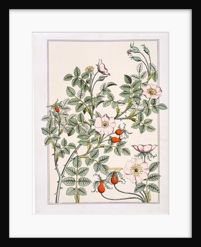 Wild Rose by Eugène Samuel Grasset