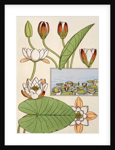 Waterlily by Eugene Samuel Grasset