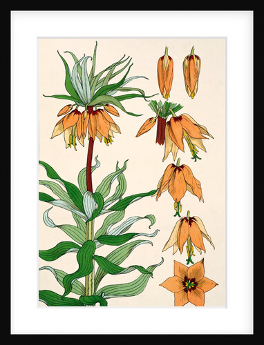 Crown Imperial by Eugene Samuel Grasset