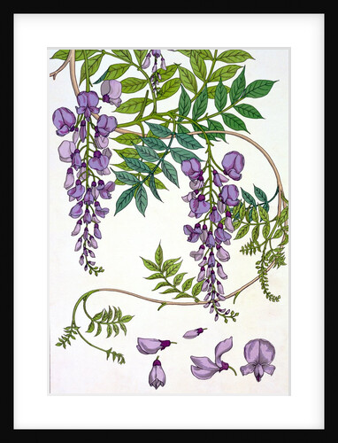 Glycine by Eugène Samuel Grasset