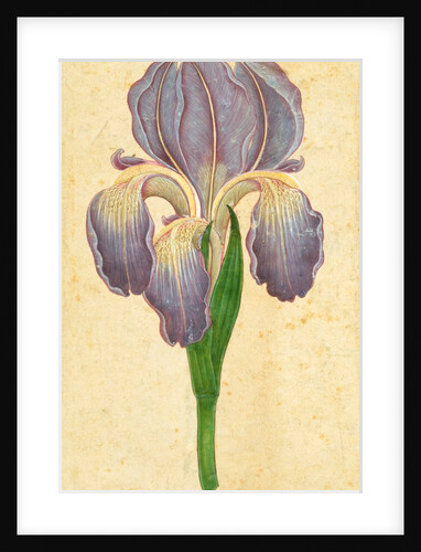 An Iris flower. India, 18th century by Unknown