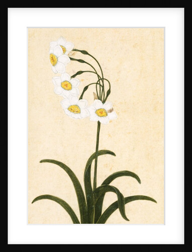 Narcissus plant. Mughal, India, late 17th century by Unknown