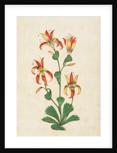 A flowering plant. India, 17th century by Unknown