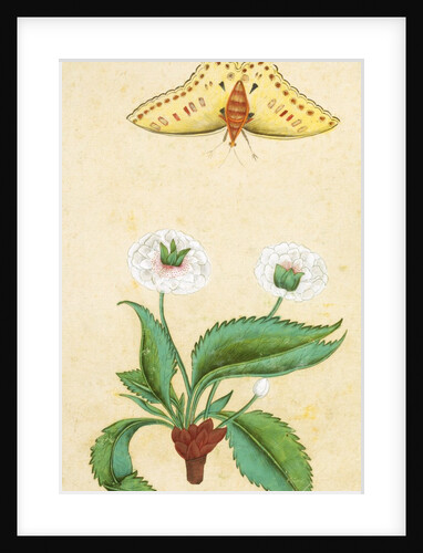 White flowers and a butterfly. India, 18th century by Unknown