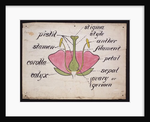 Cross-section through a rose by Christopher Dresser