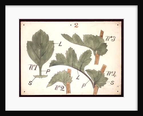 Failure in the development of leaves by Christopher Dresser