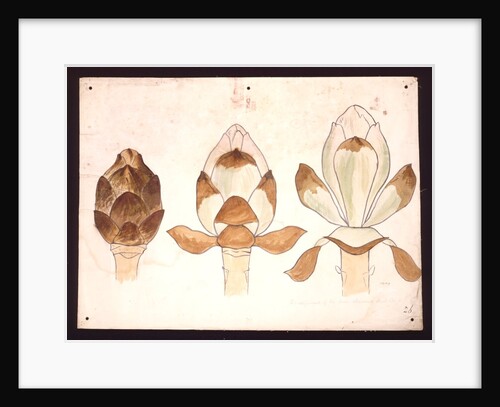 Development of the horse-chestnut bud by Christopher Dresser