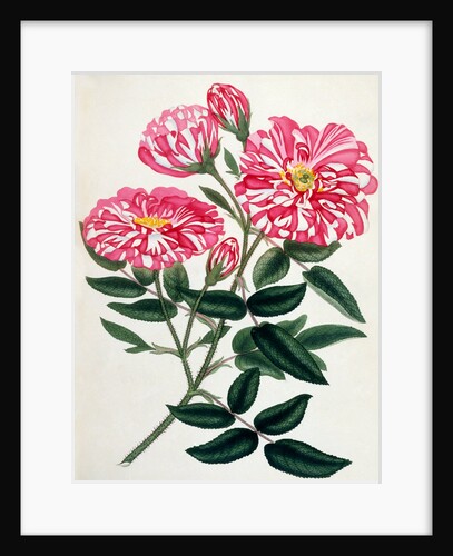 Rosa Gallica by Anonymous