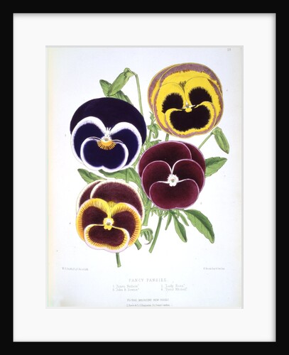 Fancy Pansies, published in Floral Magazine by Anonymous