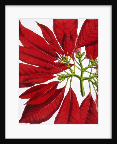 Poinsettia Pulcherrima. London, England, 1873 by Anonymous