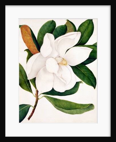 Magnolia Grandiflora by Unknown