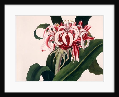 Crinum Augustum by Anonymous