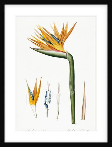Plate on P.66 from Les Liliacees Vol.2 Strelitzia Reginae by Anonymous