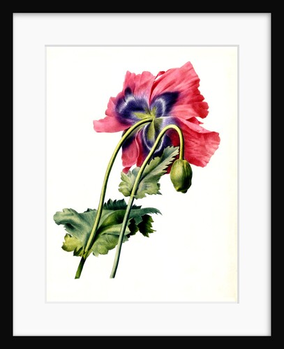 Papaver by Anonymous