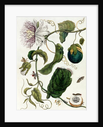 Passion Flower by Anonymous