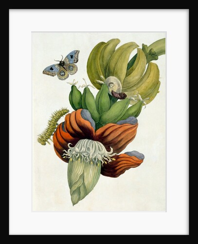 Banana Flower by Anonymous