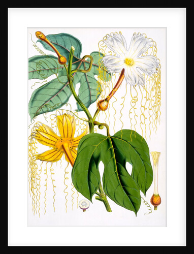 Hodgsonia Hetesodita by Anonymous